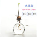 Avocado Hydroponic Vase Seed Cultivation Containers For Avocado Pits Vase For Transparent High Borosilicate Glassware