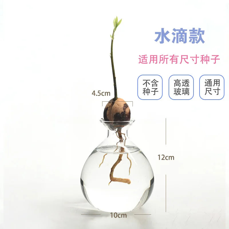 Avocado Hydroponic Vase Seed Cultivation Containers For Avocado Pits Vase For Transparent High Borosilicate Glassware