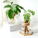 Glass Small Flower Pots for Plants Hydroponics Plant Pots Transparent Flower Vase With Tray Office Home Decoration Accessories