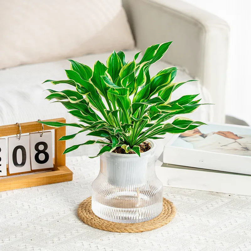 Transparent Plastic Flower Vase Self Watering Plant Pot Double-layer Automatic Lazy Potted Hydroponic Pot Garden Home Dector