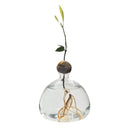Avocado Hydroponic Vase Seed Cultivation Containers For Avocado Pits Vase For Transparent High Borosilicate Glassware