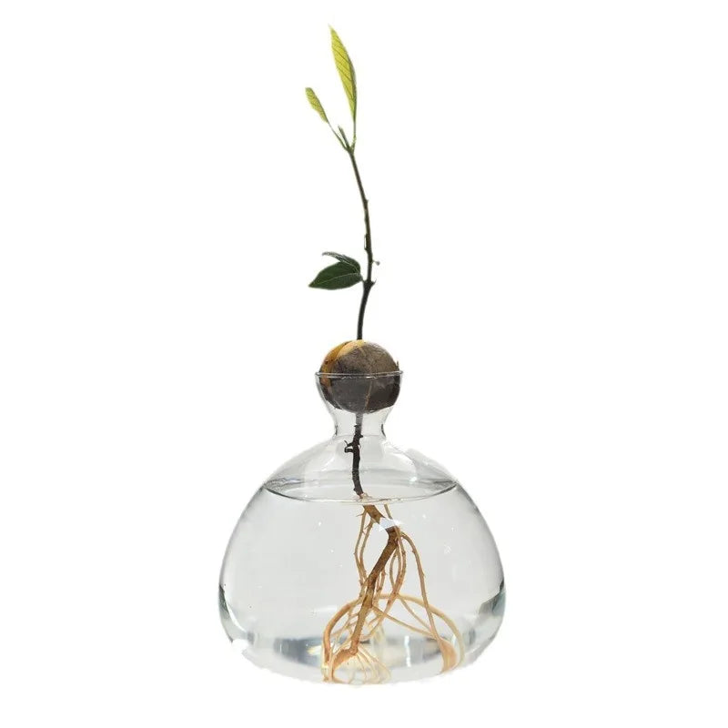 Avocado Hydroponic Vase Seed Cultivation Containers For Avocado Pits Vase For Transparent High Borosilicate Glassware
