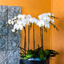 10Pcs Bendable Plant Stakes,16in/19.65in Garden  Single Stem Plant Support Stakes for Indoor Plants,Potted Plants,Flowers