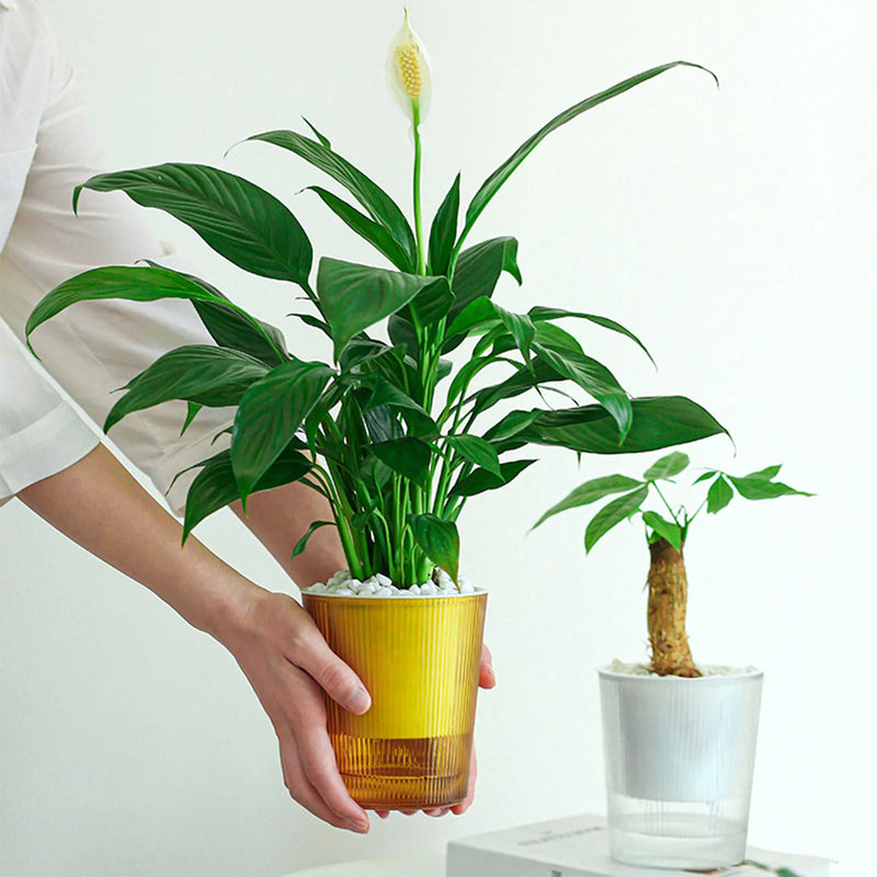 Clear Self Watering Planters Pots Automatic Water Absorption Potted Flowerpot Suitable For Living Room Plants Flowers Supplies