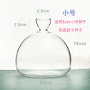 Avocado Hydroponic Vase Seed Cultivation Containers For Avocado Pits Vase For Transparent High Borosilicate Glassware