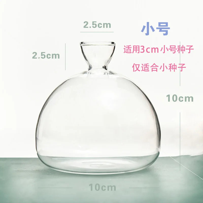 Avocado Hydroponic Vase Seed Cultivation Containers For Avocado Pits Vase For Transparent High Borosilicate Glassware
