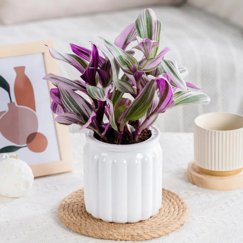 NEW High-end Hydroponic Plants Pot Self Watering Flowerpot Indoor Mini Succulent Planter Tabletop Vase Self-watering Plastic Pot