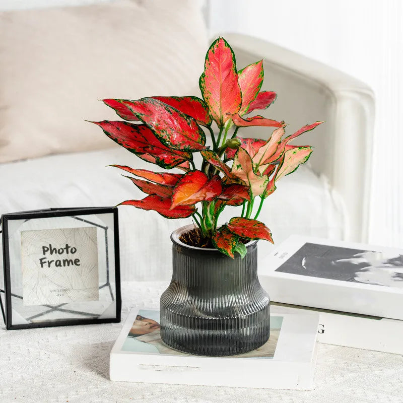 Transparent Plastic Flower Vase Self Watering Plant Pot Double-layer Automatic Lazy Potted Hydroponic Pot Garden Home Dector