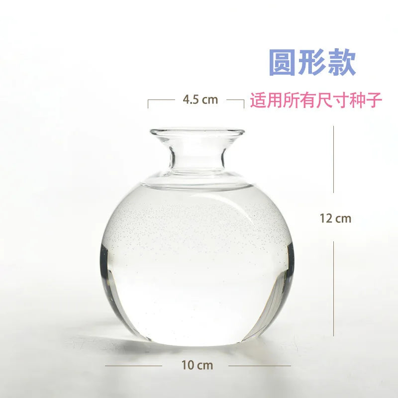 Avocado Hydroponic Vase Seed Cultivation Containers For Avocado Pits Vase For Transparent High Borosilicate Glassware