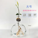 Avocado Hydroponic Vase Seed Cultivation Containers For Avocado Pits Vase For Transparent High Borosilicate Glassware