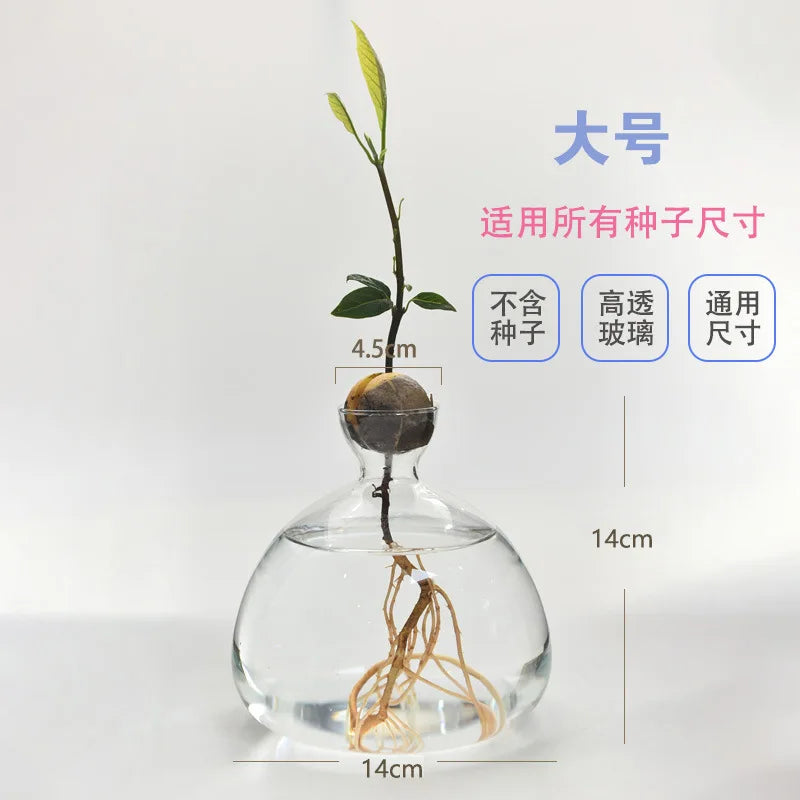 Avocado Hydroponic Vase Seed Cultivation Containers For Avocado Pits Vase For Transparent High Borosilicate Glassware